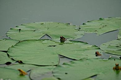 重磅！传Bloober正开发《寂静岭3：重制版》和全新原创《寂静岭》游戏